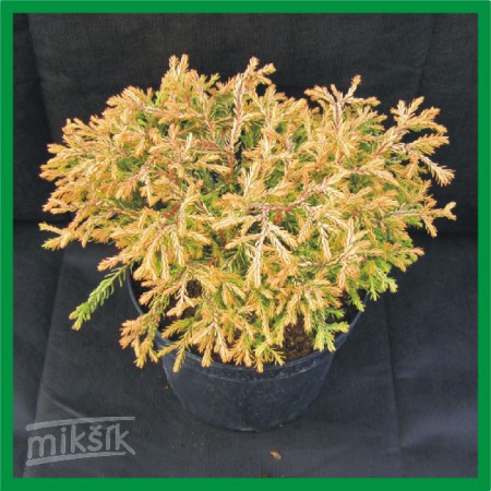 Thuja occidentalis "Golden Tuffet" - tuja západná